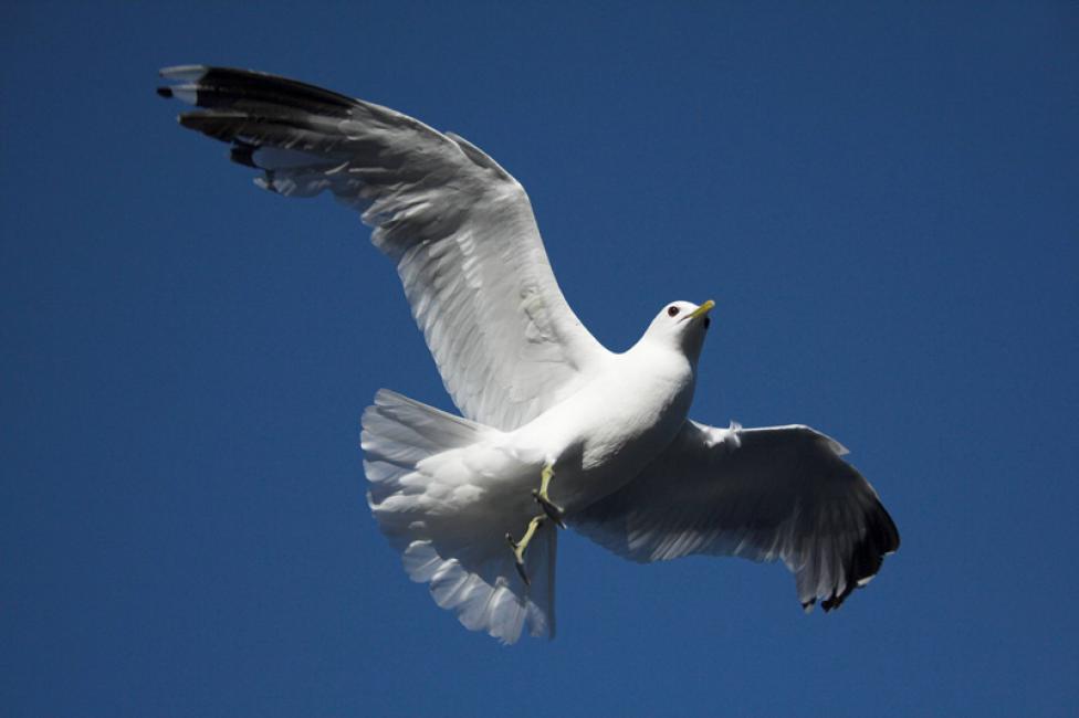 Gaviota cana (Larus canus)